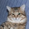 CatSemen